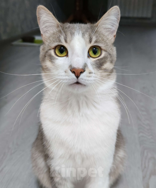 Кошки в Уфе: Очаровательный Филя Мальчик, 500 руб. - фото 1