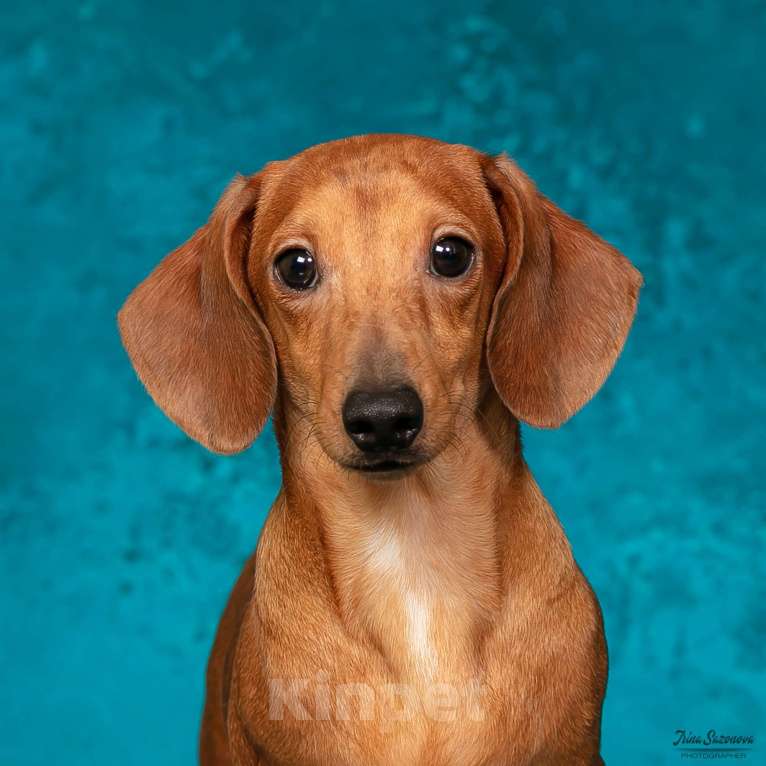 Собаки в Королеве: Такса взрослый пес Мальчик, 30 000 руб. - фото 2