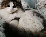 Кошки в других городах Калужской области: Потеряна кошечка Девочка, 50 000 руб. - фото 1