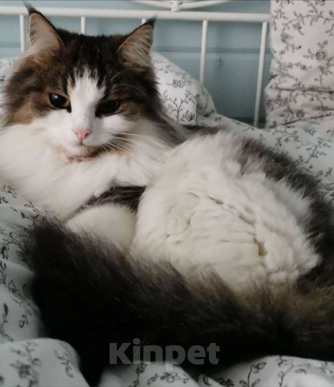Кошки в других городах Калужской области: Потеряна кошечка Девочка, 50 000 руб. - фото 1