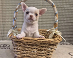 Собаки в Москве: Щенок чихуахуа мальчик Мальчик, 50 000 руб. - фото 2