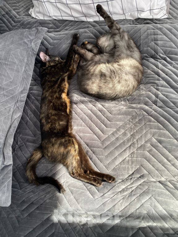 Кошки в других городах Ленинградской области: Отдам кошку Девочка, Бесплатно - фото 4