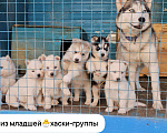 Собаки в Воронеже: Сибирский хаски Мальчик, Бесплатно - фото 1