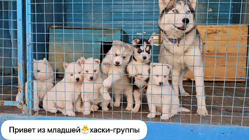 Сибирский хаски