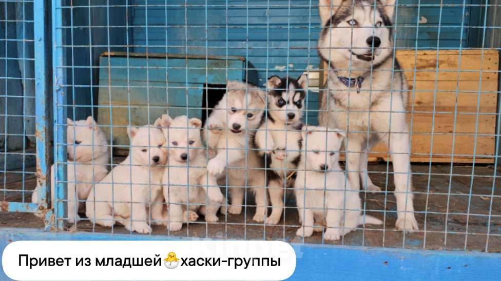 Собаки в Воронеже: Сибирский хаски Мальчик, Бесплатно - фото 1