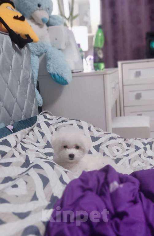 Собаки в Москве: Мини бишон фризе Девочка, 80 000 руб. - фото 2