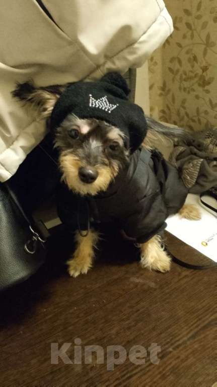 Собаки в других городах Московской области: Отдаю собаку в добрые руки Девочка, Бесплатно - фото 2