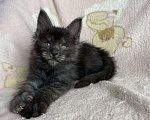 Кошки в Дмитрове: Черная дымчатая девочка мейн кун Yanetta Девочка, 40 000 руб. - фото 3