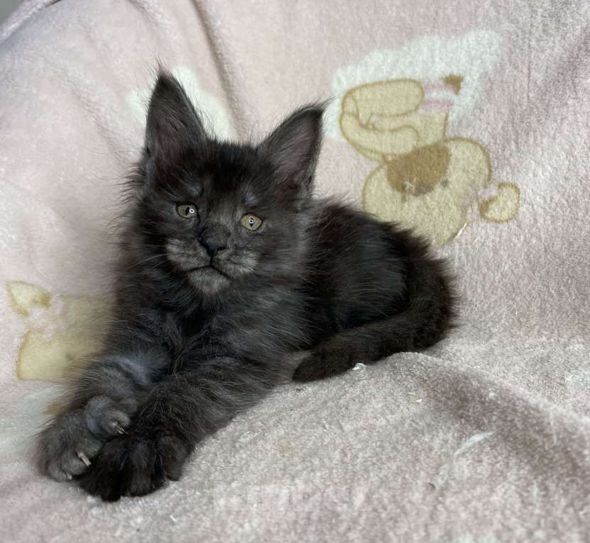 Кошки в Дмитрове: Черная дымчатая девочка мейн кун Yanetta Девочка, 40 000 руб. - фото 3