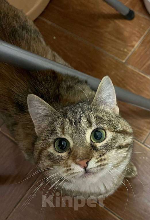 Кошки в Москве: котенок Петрушка ищет дом Девочка, Бесплатно - фото 6