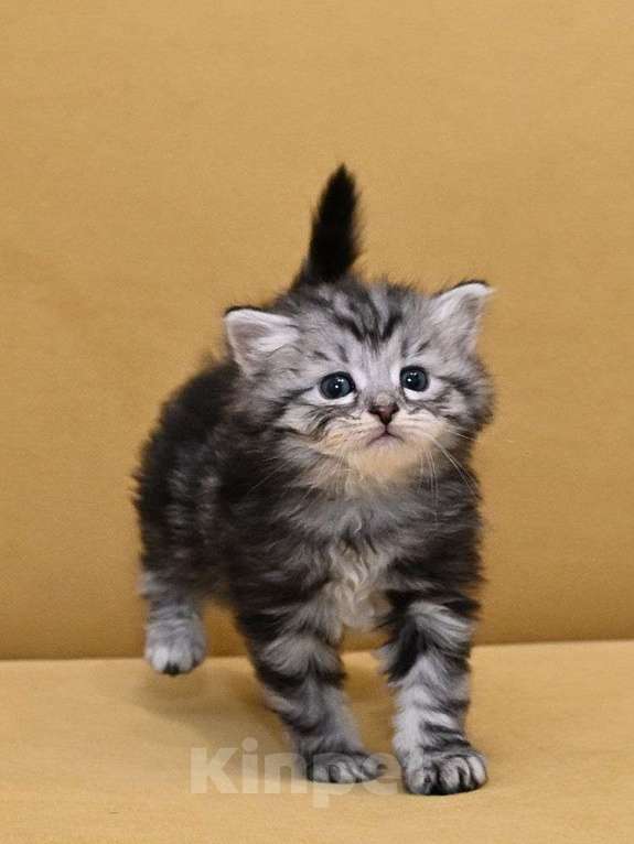 Кошки в Зеленограде: Сибирский котёнок  Девочка, 70 000 руб. - фото 2