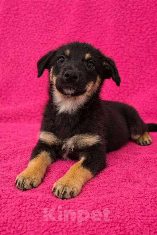 Собаки в Химках: Девочка Гайка Девочка, Бесплатно - фото 7