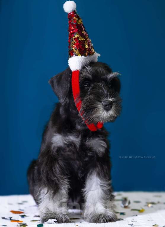 Собаки в Липецке: Предлагаются щенки цвергшнауцера Девочка, 55 000 руб. - фото 2