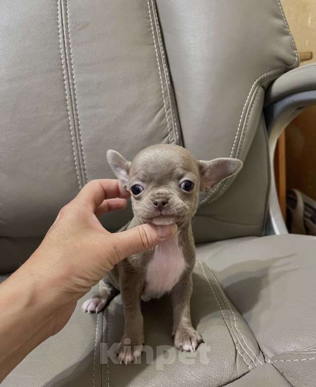 Собаки в Люберцах: Чихуахуа лиловый Мальчик, 67 000 руб. - фото 3