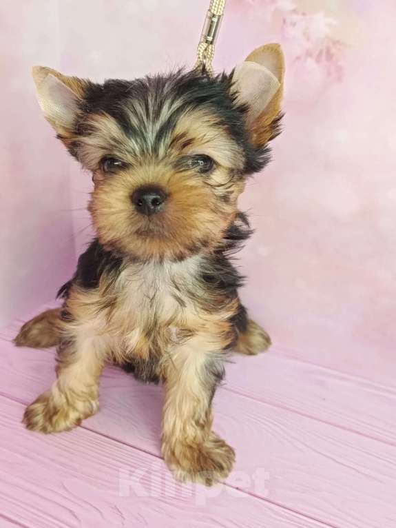 Собаки в других городах Московской области: Лëня Мальчик, 45 000 руб. - фото 2