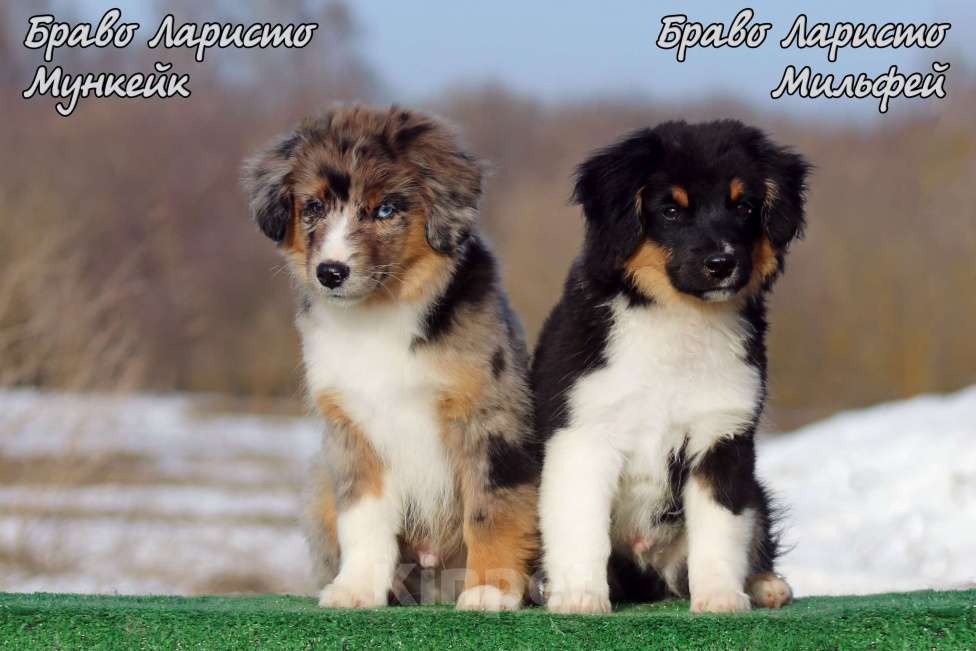 Собаки в Рязани: Питомник РКФ Браво Ларисто Мальчик, 100 000 руб. - фото 2