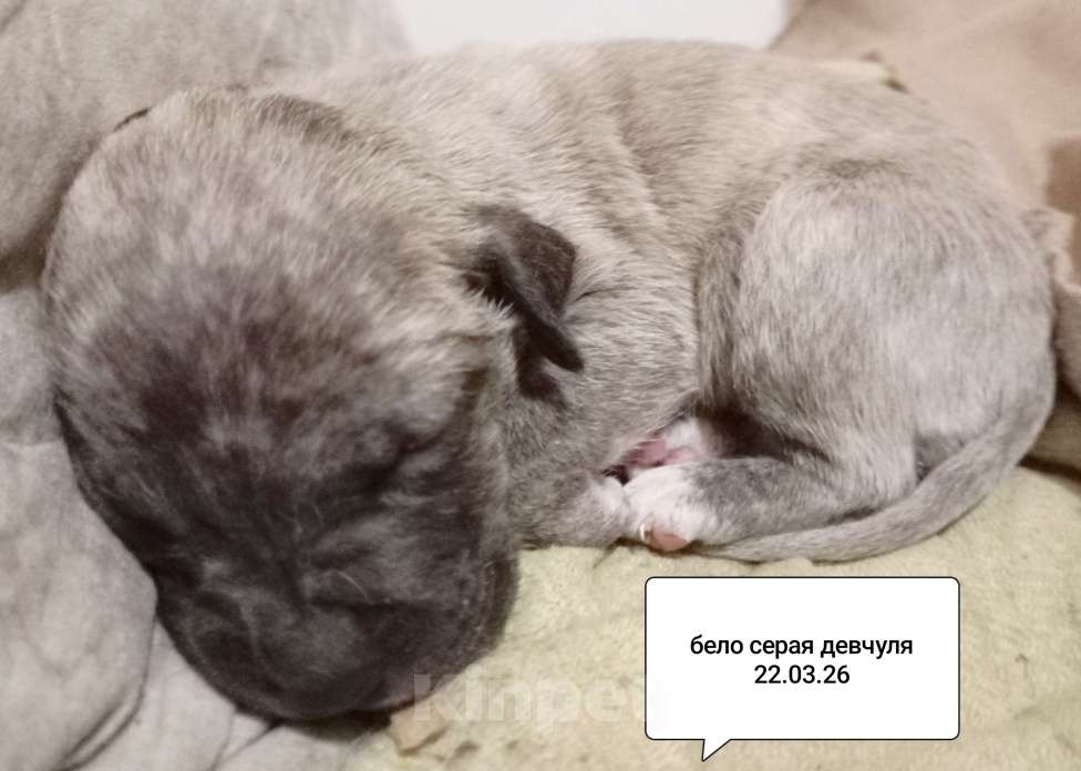 Собаки в других городах Московской области: ААмериканский питбультерьер .Девочка Девочка, 40 000 руб. - фото 3