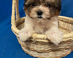 Собаки в Москве: Йоркширский  терьер--  Мальчик   бивер Мальчик, 30 000 руб. - фото 2