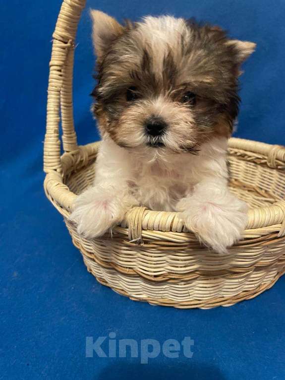 Собаки в Москве: Йоркширский  терьер--  Мальчик   бивер Мальчик, 30 000 руб. - фото 2