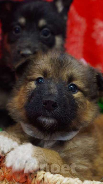 Собаки в Москве: Щенки от мамы бордер-колли в добрые руки Мальчик, 1 руб. - фото 2