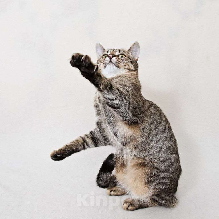 Кошки в Москве: котенок Антоновка ищет дом Девочка, Бесплатно - фото 5