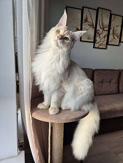 Мейн-кун котёнок