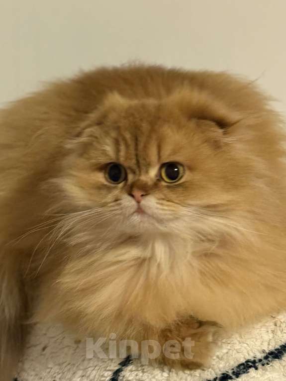 Кошки в Люберцах: Котята Девочка, Бесплатно - фото 2