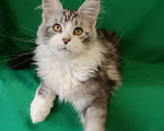 Кошки в других городах Владимирской области: Котенок мейн кун Мальчик, Бесплатно - фото 2