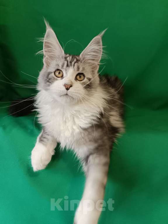 Кошки в других городах Владимирской области: Котенок мейн кун Мальчик, Бесплатно - фото 2