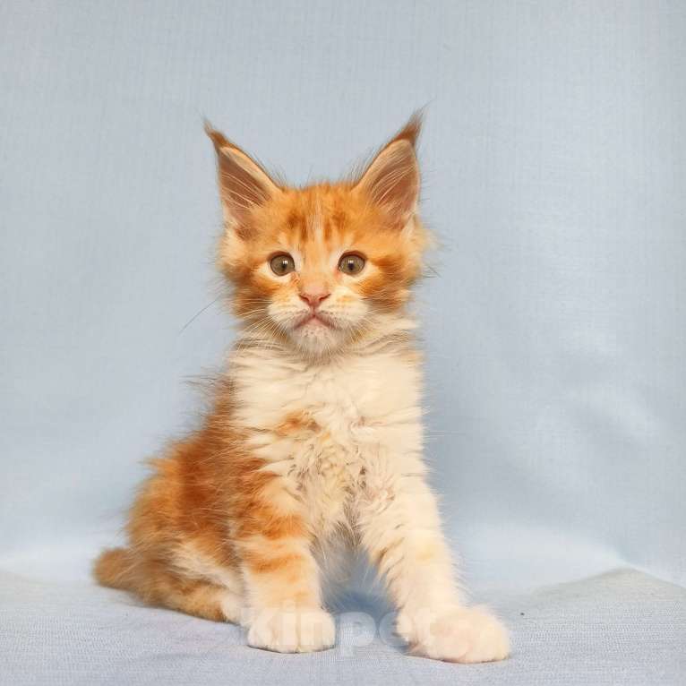 Кошки в Москве: Котята Мейн-Кун Мальчик Мальчик, 70 000 руб. - фото 7