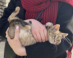 Кошки в Нижнем Новгороде: Ищу владельца или добрые руки для котенка Девочка, Бесплатно - фото 2