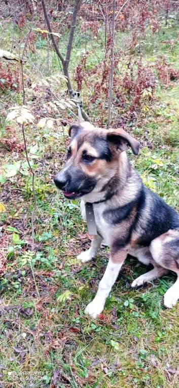 Собаки в Москве: Молодой пес Форест ищет семью. Мальчик, Бесплатно - фото 7