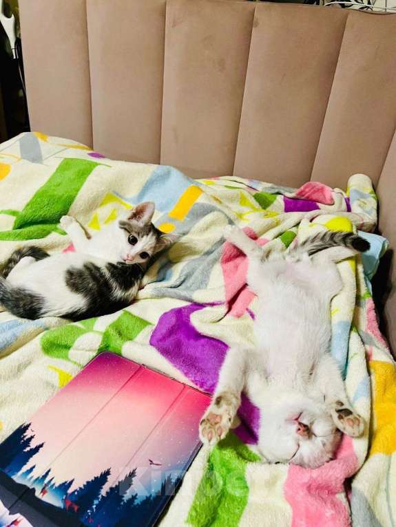 Кошки в Москве: Очаровательный брат с сестричкой в возрасте 4х месяц ищут дом. Мальчик, Бесплатно - фото 6