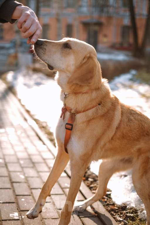 Собаки в Санкт-Петербурге: Красавица Рикки из приюта ищет дом Девочка, Бесплатно - фото 8