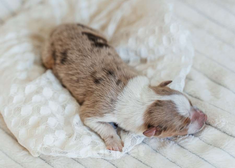 Собаки в Москве: Мальчик Триколор Мраморный с подпалом РКФ документы Мальчик, 120 000 руб. - фото 2