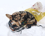 Собаки в Нижнем Новгороде: Вельш корги кардиган щенок Девочка, 30 000 руб. - фото 1