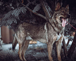 Собаки в Москве: Пряник ищет дом  Мальчик, 100 руб. - фото 3
