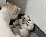 Кошки в Казани: котята шотландские вислоухие Мальчик, Бесплатно - фото 7