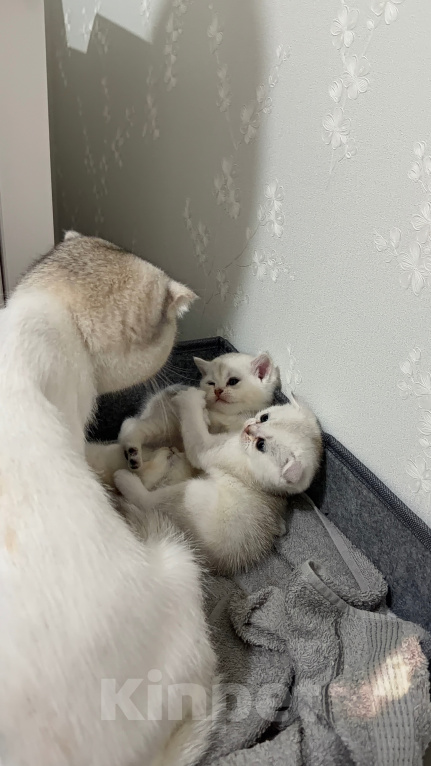 Кошки в Казани: котята шотландские вислоухие Мальчик, Бесплатно - фото 7