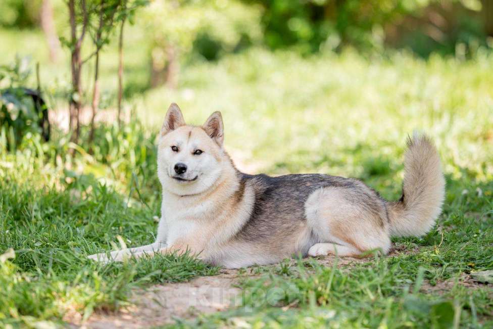 Собаки в других городах Московской области: Не только человеку нужен человек Девочка, Бесплатно - фото 3