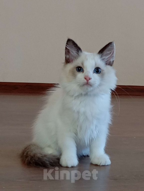 Кошки в Москве: Mikelangelo SergioMagicHouse Мальчик, 50 000 руб. - фото 5