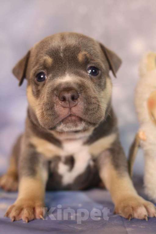 Собаки в Всеволожске: ММ ДОН РАМОН Мальчик, Бесплатно - фото 2