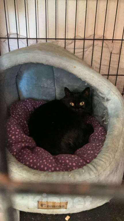 Кошки в Москве: кошка Флора ищет дом Девочка, Бесплатно - фото 4