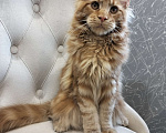 Кошки в Сергиеве Посаде: Мейн-кун котята Девочка, 35 000 руб. - фото 1
