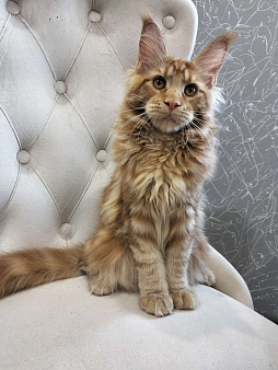 Мейн-кун котята
