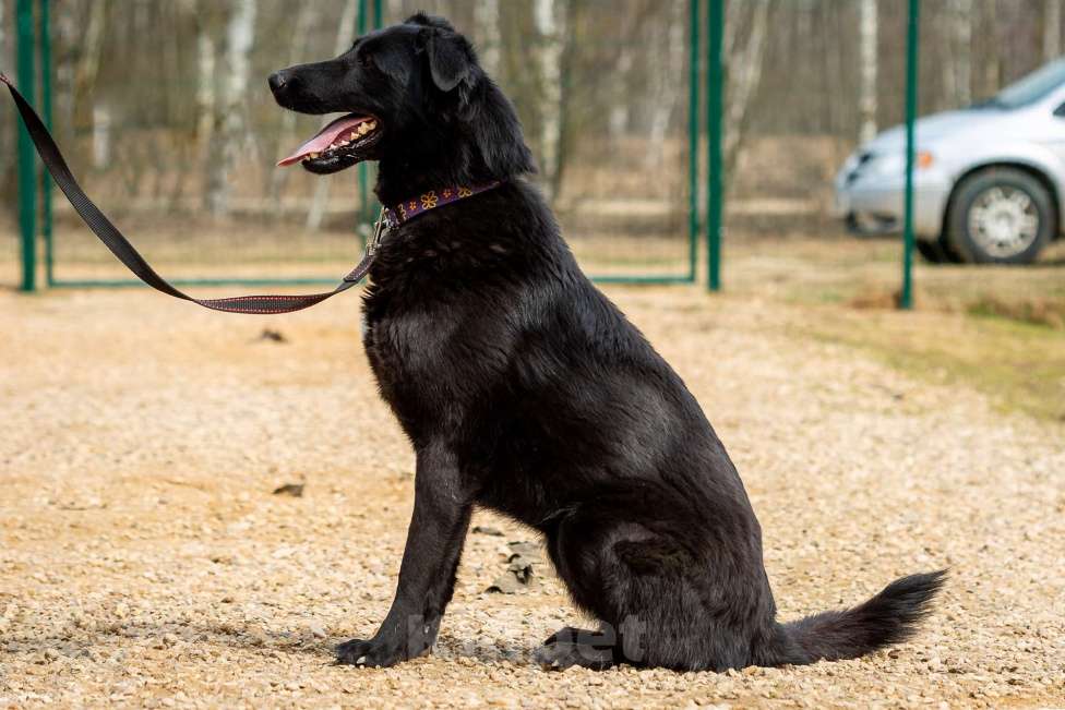 Собаки в Москве: Вальтер Мальчик, Бесплатно - фото 17
