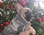 Собаки в Москве: Французский бульдог мальчик Мальчик, 40 000 руб. - фото 3