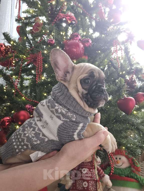 Собаки в Москве: Французский бульдог мальчик Мальчик, 40 000 руб. - фото 3