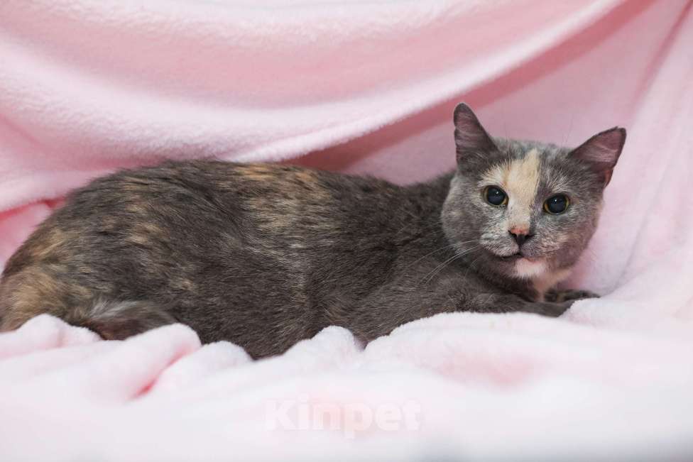 Кошки в Санкт-Петербурге: Кошка Марта в добрые руки Девочка, Бесплатно - фото 5