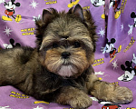 Собаки в Пензе: Щенки Русской Салонной Собаки Мальчик, 50 000 руб. - фото 4